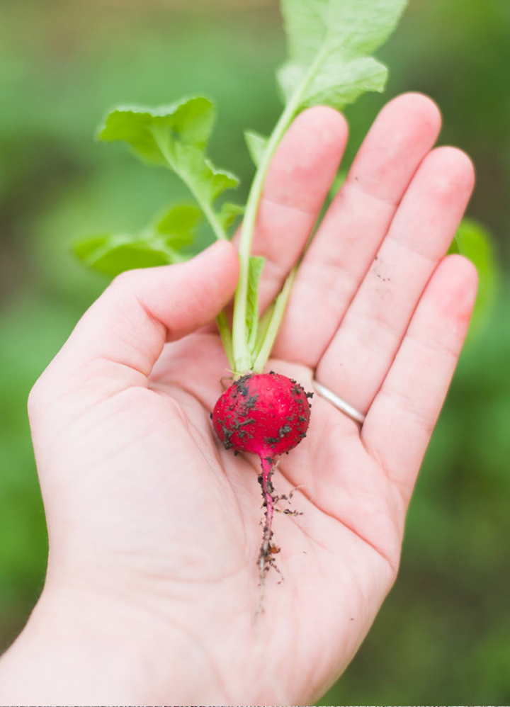 Etiam vulputate convallis