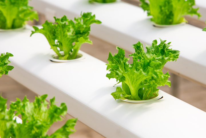 Cras semper ipsum sed